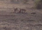 Wild dogs enjoying a kill